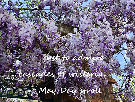 Wisteria Haiku